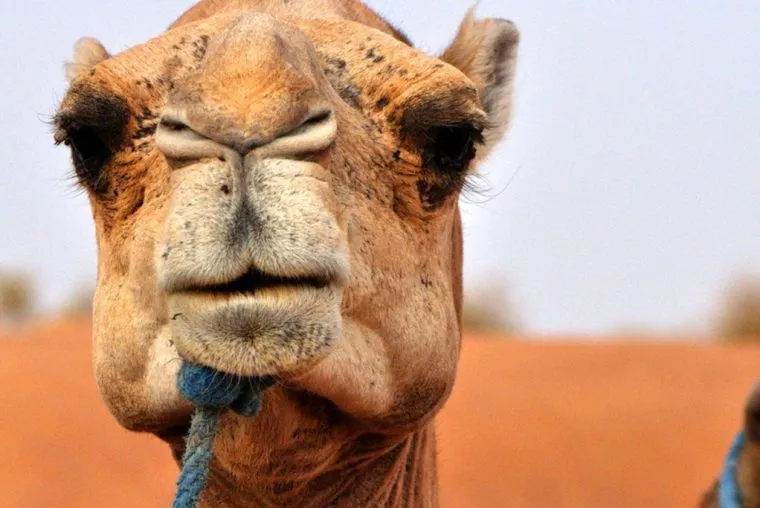 Luxury Morocco tour from Marrakech to desert Camel Trekking Morocco