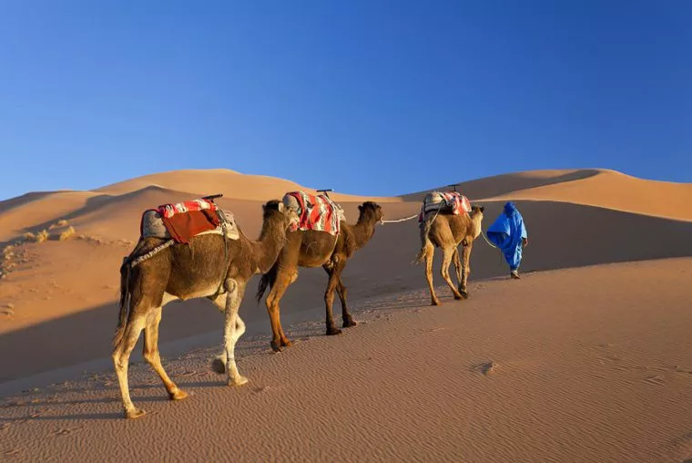 Desert tour from Casablanca camel trek