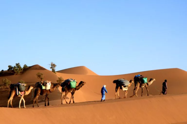 Camel Trekking In Desert Morocco