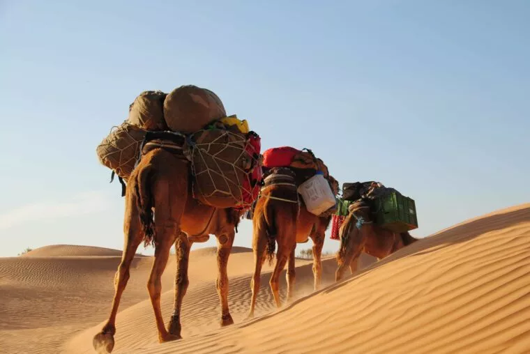 Camels loaded with supplies walking across the Sahara dunes, Morocco