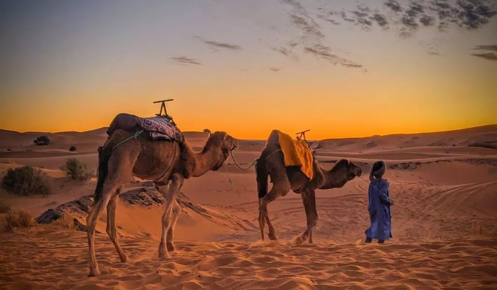 Camel trek in the dunes of Morocco