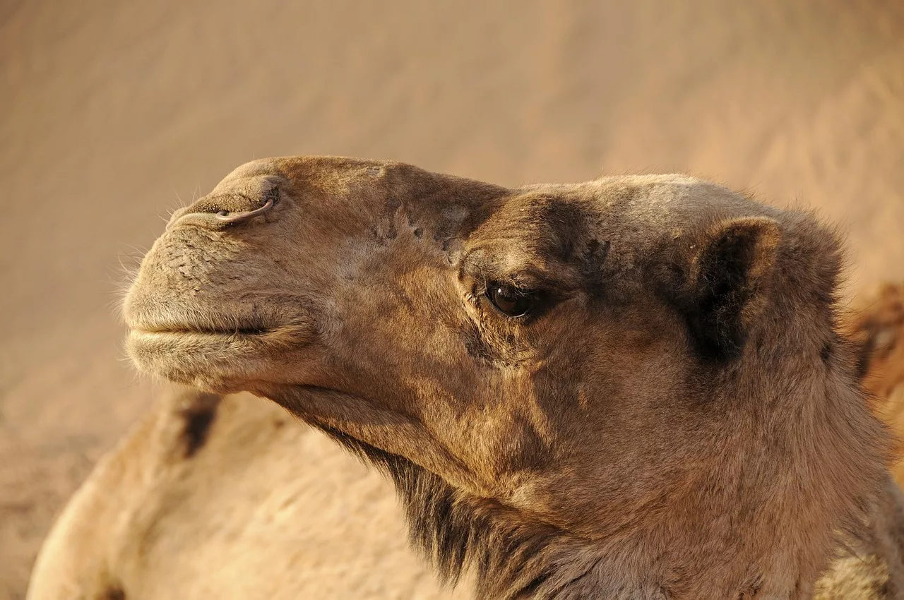 A camel rests on the golden sand dunes of the Sahara Desert under a clear blue sky during Morocco desert tours