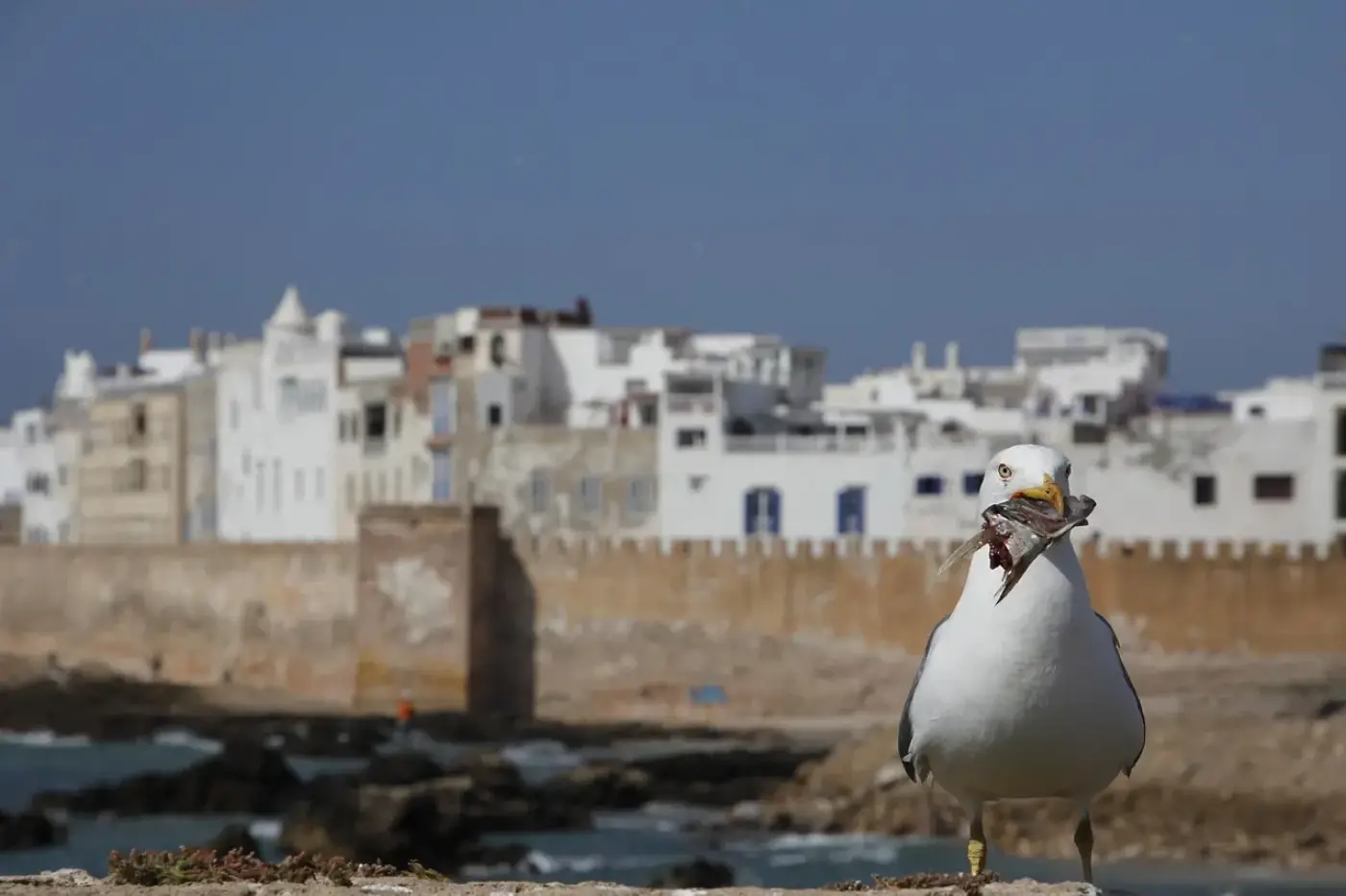 Seagull on the sea wall in front of the whitewashed medina and ramparts of Essaouira on Morocco's Atlantic coast
